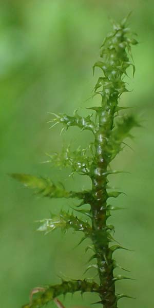 Rhytidiadelphus squarrosus \ Sparriges Kranzmoos, Sparriger Runzelpeter / Springly Turf Moss, D Essen 9.8.2021