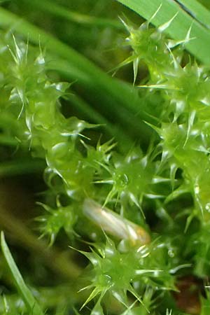 Rhytidiadelphus squarrosus \ Sparriges Kranzmoos, Sparriger Runzelpeter / Springly Turf Moss, D Essen 9.8.2021
