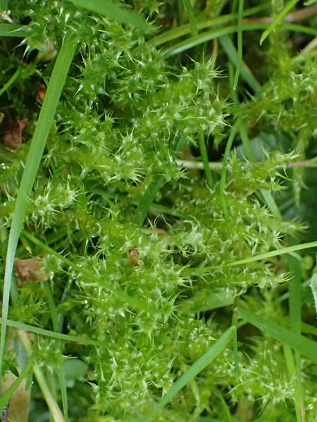 Rhytidiadelphus squarrosus \ Sparriges Kranzmoos, Sparriger Runzelpeter / Springly Turf Moss, D Essen 9.8.2021