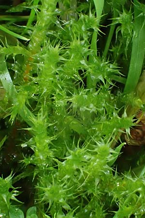 Rhytidiadelphus squarrosus \ Sparriges Kranzmoos, Sparriger Runzelpeter / Springly Turf Moss, D Essen 9.8.2021