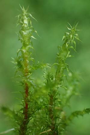 Rhytidiadelphus squarrosus \ Sparriges Kranzmoos, Sparriger Runzelpeter / Springly Turf Moss, D Essen 9.8.2021