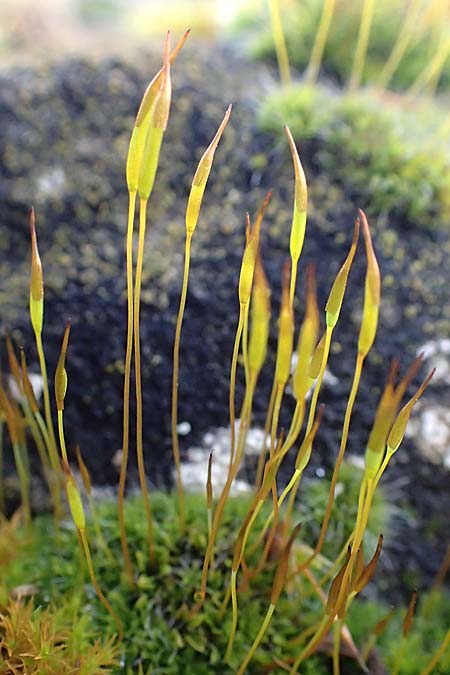 Tortula inermis ? \ Stachelloses Drehzahnmoos / Spineless Tortula Moss, D Wachenheim 5.2.2022