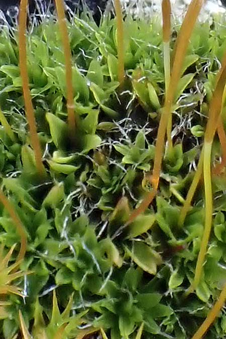 Tortula inermis ? \ Stachelloses Drehzahnmoos / Spineless Tortula Moss, D Wachenheim 5.2.2022