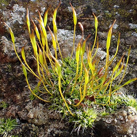 Tortula muralis \ Mauer-Drehzahnmoos / Wall Screw Moss, D Alsbach 12.2.2022