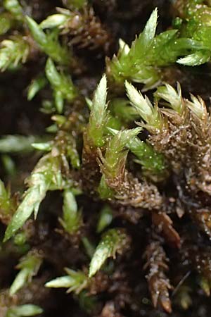 Brachythecium rivulare \ Bach-Kurzb�chsenmoos / Brachythecium Moss, D Trippstadt 23.4.2022