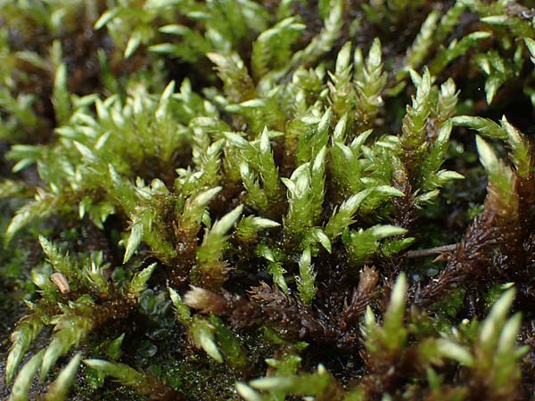 Brachythecium rivulare \ Bach-Kurzb�chsenmoos / Brachythecium Moss, D Trippstadt 23.4.2022