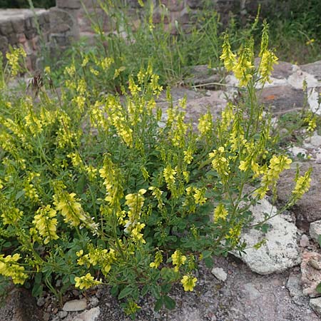 Melilotus officinalis \ Echter Steinklee, Gew�hnlicher Honigklee / Ribbed Melilot, D Th&uuml;ringen, Kyffh&auml;userdenkmal 8.6.2022