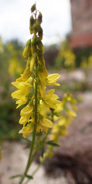 Melilotus officinalis \ Echter Steinklee, Gew�hnlicher Honigklee / Ribbed Melilot, D Th&uuml;ringen, Kyffh&auml;userdenkmal 8.6.2022