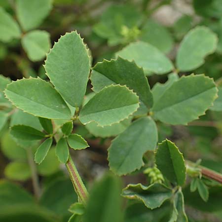 Melilotus officinalis \ Echter Steinklee, Gew�hnlicher Honigklee / Ribbed Melilot, D Th&uuml;ringen, Kyffh&auml;userdenkmal 8.6.2022
