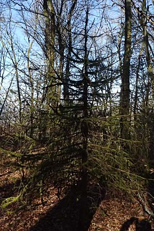 Hypnum cupressiforme / Cypress-Leaved Plait Moss, D Odenwald, Ursenbach 2.3.2025