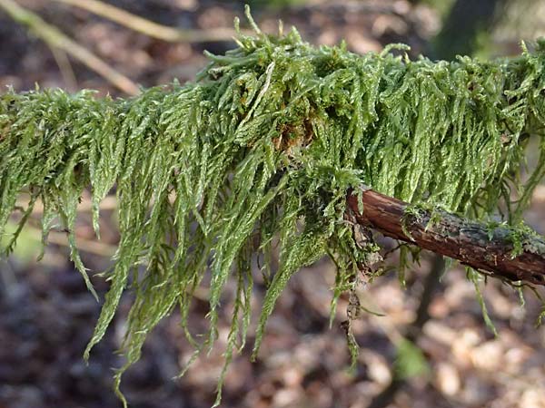 Hypnum cupressiforme / Cypress-Leaved Plait Moss, D Odenwald, Ursenbach 2.3.2025