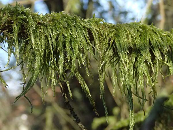 Hypnum cupressiforme / Cypress-Leaved Plait Moss, D Odenwald, Ursenbach 2.3.2025