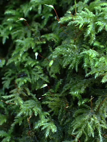 Musci specC ? / Moss, D Odenwald, Mossautal 28.9.2025