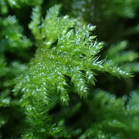 Musci specC ? / Moss, D Odenwald, Mossautal 28.9.2025