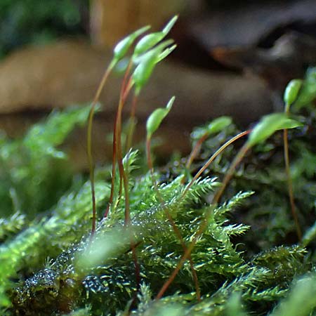 Musci specC ? / Moss, D Odenwald, Mossautal 28.9.2025
