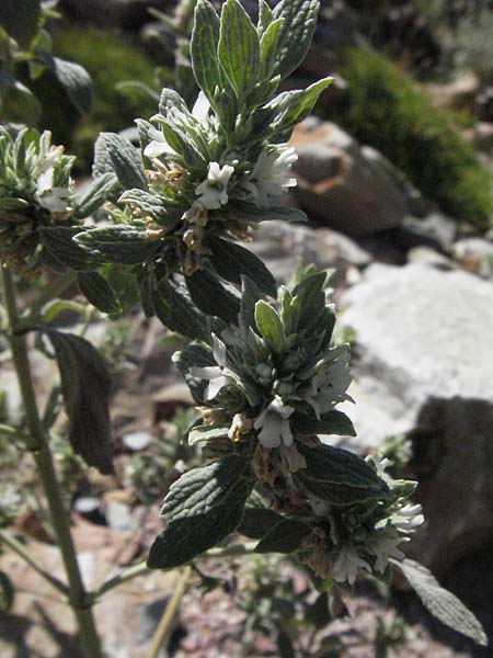 Marrubium peregrinum \ Grauer Andorn, Ungarischer Andorn / Branched Horehound, D Botan. Gar.  Universit.  Mainz 4.8.2007