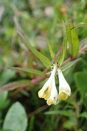 Melampyrum pratense \ Gew�hnlicher Wachtelweizen, Wiesen-Wachtelweizen / Common Cow-Wheat, D Schwarzwald/Black-Forest, Unterstmatt 4.8.2016