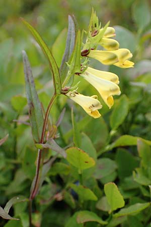 Melampyrum pratense \ Gew�hnlicher Wachtelweizen, Wiesen-Wachtelweizen / Common Cow-Wheat, D Schwarzwald/Black-Forest, Unterstmatt 4.8.2016
