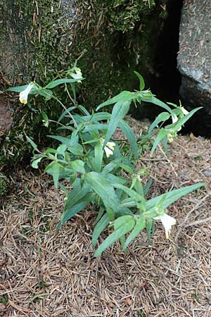 Melampyrum pratense \ Gew�hnlicher Wachtelweizen, Wiesen-Wachtelweizen / Common Cow-Wheat, D Schwarzwald/Black-Forest, Unterstmatt 4.8.2016