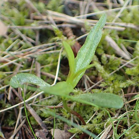 Melampyrum pratense \ Gew�hnlicher Wachtelweizen, Wiesen-Wachtelweizen / Common Cow-Wheat, D Hanhofen 14.4.2018