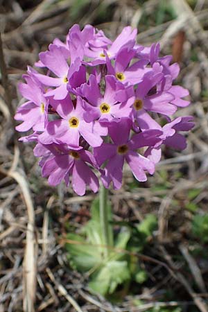 Primula farinosa \ Mehl-Primel / Bird's-Eye Primrose, D Mittenwald 2.5.2019