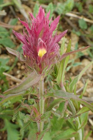 Melampyrum arvense \ Acker-Wachtelweizen / Field Cow-Wheat, D Gr&uuml;nstadt-Asselheim 4.5.2020