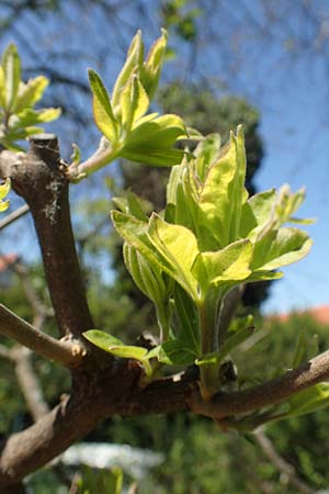 Vitex agnus-castus \ M�nchspfeffer, Keuschbaum / Chaste-Berry Tree, D Weinheim an der Bergstra&szlig;e, Botan. Gar.  Hermannshof 7.5.2020