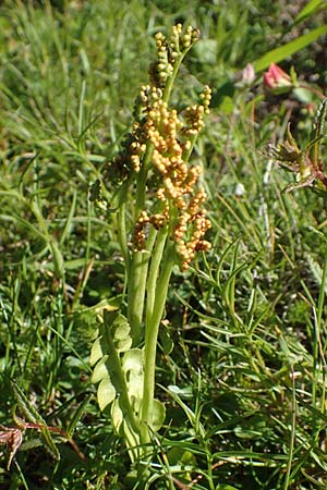 Botrychium lunaria \ Mondraute / Moonwort, D Schwarzwald/Black-Forest, Feldberg 10.7.2016