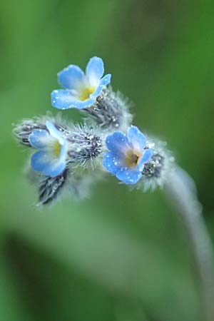 Myosotis ramosissima \ H�gel-Vergissmeinnicht / Early Forget-me-not, D R&ouml;dermark 13.5.2017