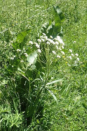 Armoracia rusticana \ Meerrettich / Horse Radish, D Butzbach 26.5.2017