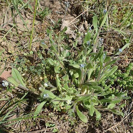Myosotis ramosissima \ H�gel-Vergissmeinnicht / Early Forget-me-not, D Seeheim an der Bergstra&szlig;e 16.4.2018