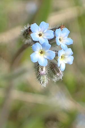 Myosotis ramosissima \ H�gel-Vergissmeinnicht / Early Forget-me-not, D Seeheim an der Bergstra&szlig;e 16.4.2018