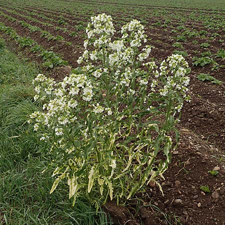 Armoracia rusticana \ Meerrettich / Horse Radish, D Eching 3.5.2019