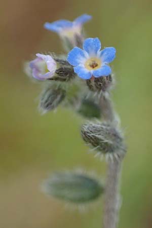 Myosotis ramosissima \ H�gel-Vergissmeinnicht / Early Forget-me-not, D Odenwald, Oberflockenbach 12.5.2021