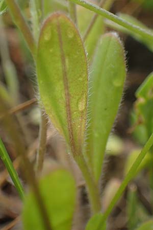 Myosotis ramosissima \ H�gel-Vergissmeinnicht / Early Forget-me-not, D Odenwald, Oberflockenbach 12.5.2021