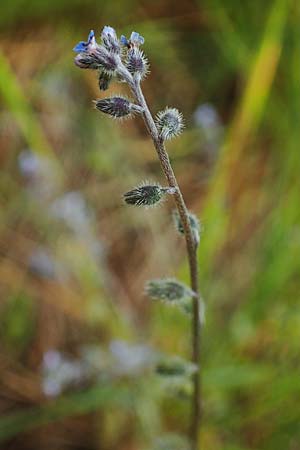 Myosotis ramosissima \ H�gel-Vergissmeinnicht / Early Forget-me-not, D Odenwald, Oberflockenbach 12.5.2021