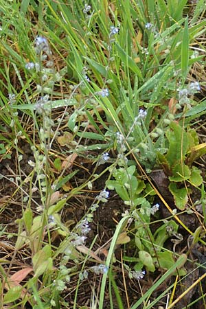 Myosotis ramosissima \ H�gel-Vergissmeinnicht / Early Forget-me-not, D Odenwald, Oberflockenbach 12.5.2021