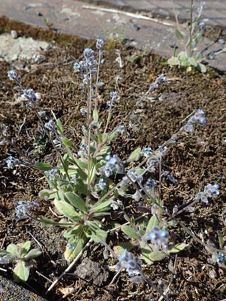 Myosotis ramosissima \ H�gel-Vergissmeinnicht / Early Forget-me-not, D Mannheim 18.4.2022