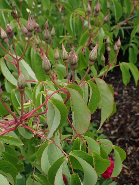 Rosa moschata \ Moschus-Rose / Musk Rose, D Botan. Gar.  Universit.  Ulm 26.5.2025