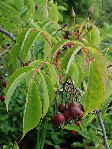Rosa moschata \ Moschus-Rose / Musk Rose, D Botan. Gar.  Universit.  Ulm 26.5.2025