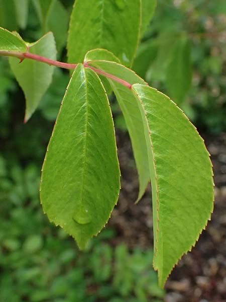 Rosa moschata \ Moschus-Rose / Musk Rose, D Botan. Gar.  Universit.  Ulm 26.5.2025