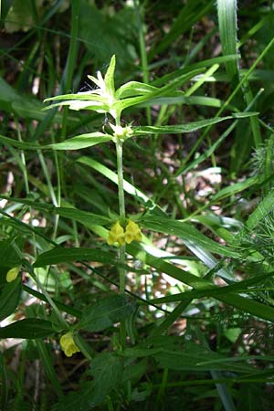 Melampyrum sylvaticum \ Wald-Wachtelweizen / Small Cow-Wheat, D Schwarzwald/Black-Forest, Feldberg 29.6.2008