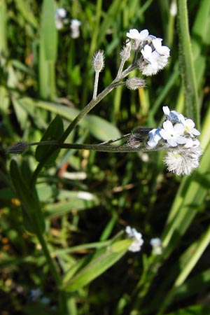 Myosotis arvensis subsp. umbrata \ Schatten-Vergissmeinnicht / Common Forget-me-not, D Gimbsheim 11.5.2015