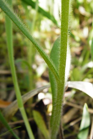 Myosotis arvensis subsp. umbrata \ Schatten-Vergissmeinnicht / Common Forget-me-not, D Gimbsheim 11.5.2015