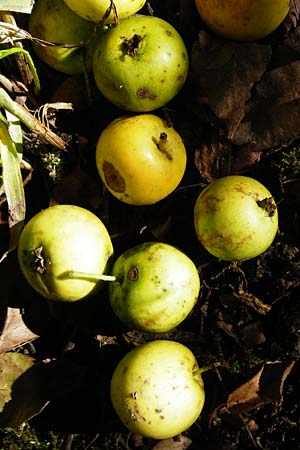 Malus sylvestris \ Holz-Apfel, Wild-Apfel / Crab Apple, D Mannheim 30.8.2015