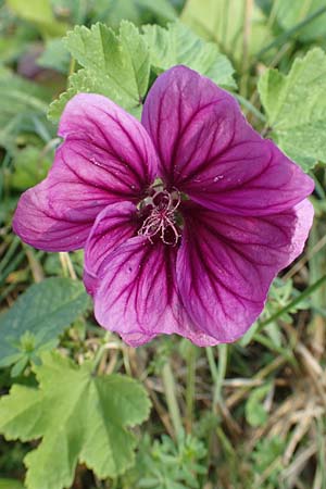 Malva sylvestris subsp. mauritiana \ Mauretanische Malve / Mallow-Tree, D M&ouml;mlingen 10.9.2016