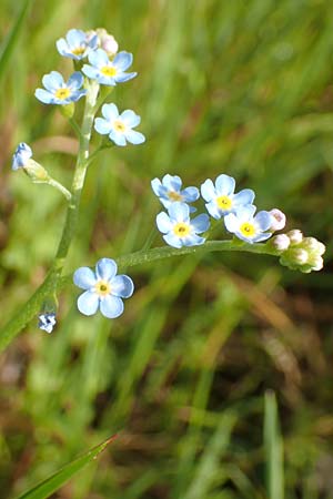 Myosotis scorpioides agg. \ Sumpf-Vergissmeinnicht / Water Forget-me-not, D R&ouml;dermark 13.5.2017