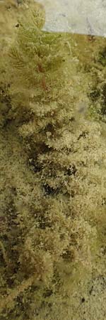 Myriophyllum spicatum \ �hriges Tausendblatt / Spiked Water Milfoil, D Gro&szlig;-Gerau 15.7.2017