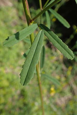 Melilotus altissimus \ Hoher Steinklee, Hoher Honigklee / Tall Melilot, D Philippsburg 7.7.2018