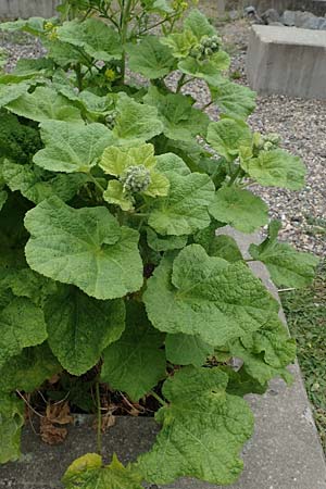 Alcea rosea forma nigra \ Schwarze Stockrose / Black Hollyhock, D Essen 10.6.2020